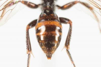  Nomada discedens Pérez, 1884