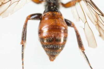  Nomada discedens Pérez, 1884