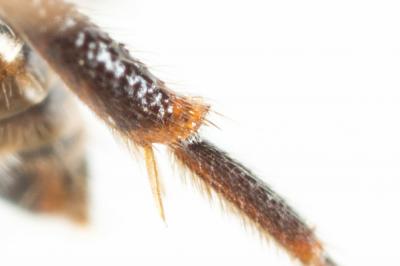  Nomada discedens Pérez, 1884
