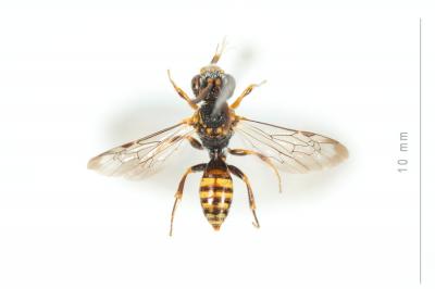  Nomada discrepans Schmiedeknecht, 1882