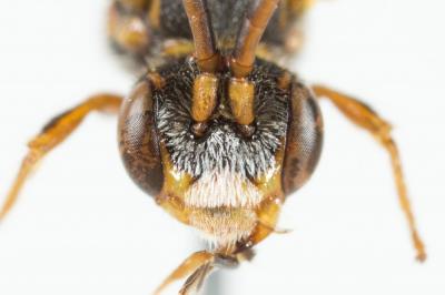  Nomada discrepans Schmiedeknecht, 1882