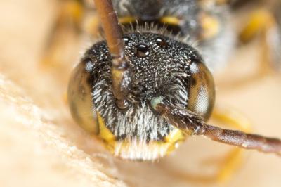  Nomada discrepans Schmiedeknecht, 1882