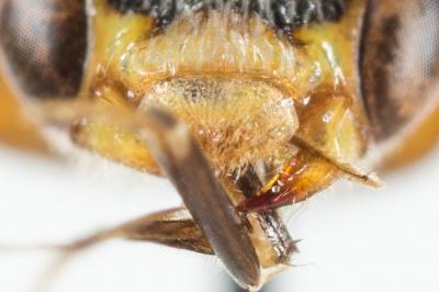  Nomada discrepans Schmiedeknecht, 1882