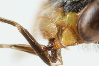  Nomada discrepans Schmiedeknecht, 1882