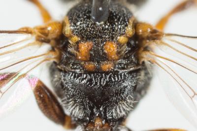  Nomada discrepans Schmiedeknecht, 1882