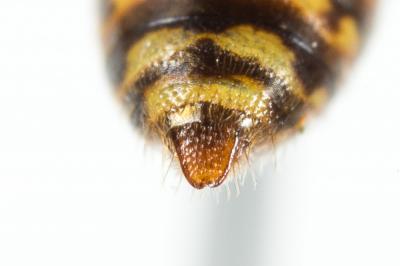  Nomada discrepans Schmiedeknecht, 1882