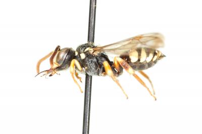  Nomada errans Lepeletier, 1841