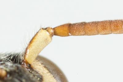  Nomada errans Lepeletier, 1841