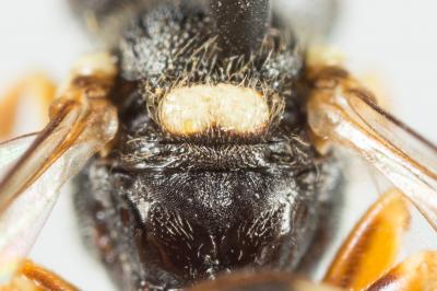  Nomada errans Lepeletier, 1841