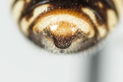  Nomada errans Lepeletier, 1841