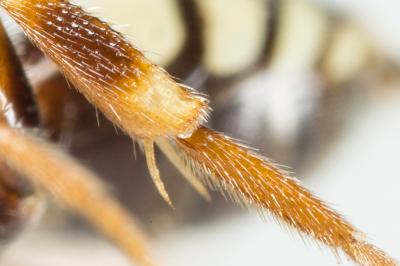  Nomada errans Lepeletier, 1841