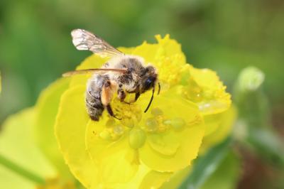 Andrena nigroaenea (Kirby, 1802)