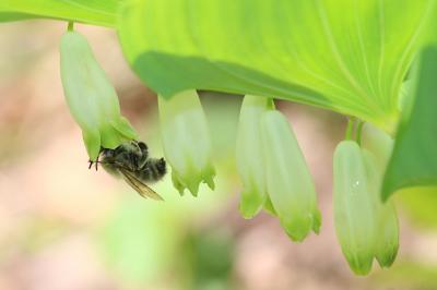 Anthophore commune, Anthophore plumeuse, Anthophor Anthophora plumipes (Pallas, 1772)
