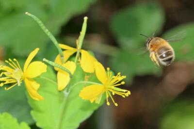 Anthophore commune, Anthophore plumeuse, Anthophor Anthophora plumipes (Pallas, 1772)