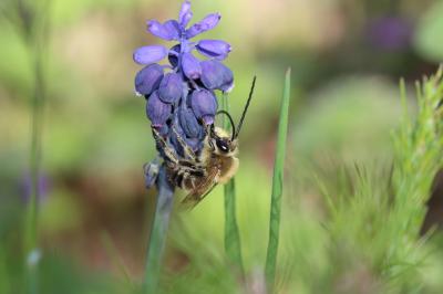  Eucera Scopoli, 1770