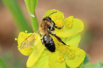  Andrena nitida (Müller, 1776)