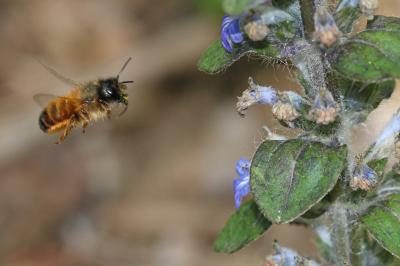 Osmie rousse Osmia bicornis (Linnaeus, 1758)