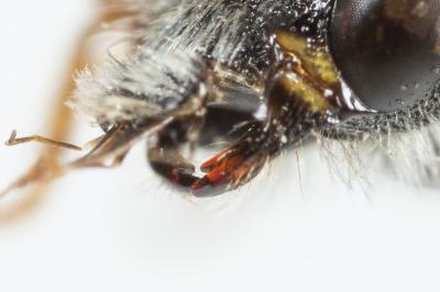  Nomada fabriciana (Linnaeus, 1767)