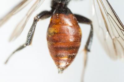 Nomada fabriciana (Linnaeus, 1767)
