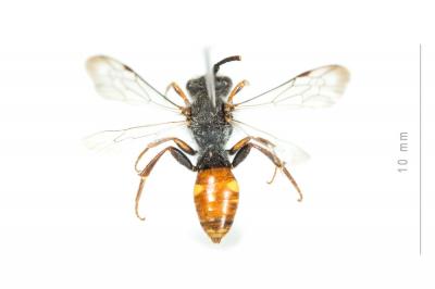  Nomada ferruginata (Linnaeus, 1767)