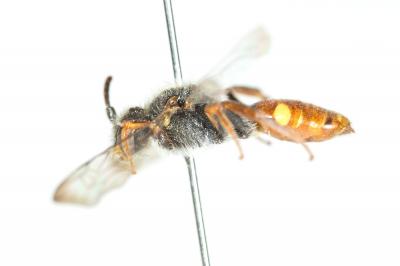  Nomada ferruginata (Linnaeus, 1767)
