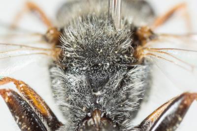  Nomada ferruginata (Linnaeus, 1767)