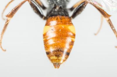  Nomada ferruginata (Linnaeus, 1767)
