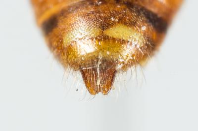  Nomada ferruginata (Linnaeus, 1767)