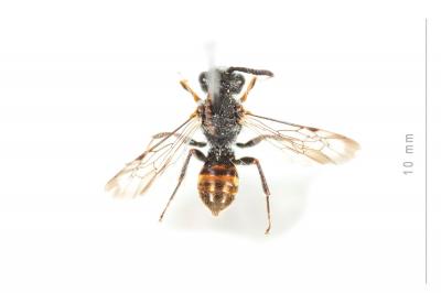  Nomada flavoguttata (Kirby, 1802)