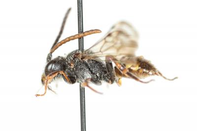  Nomada flavoguttata (Kirby, 1802)