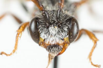  Nomada flavoguttata (Kirby, 1802)