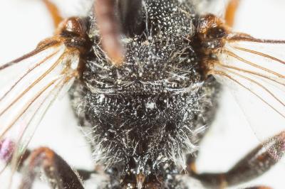  Nomada flavoguttata (Kirby, 1802)