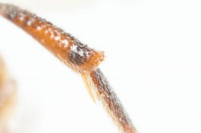  Nomada flavoguttata (Kirby, 1802)