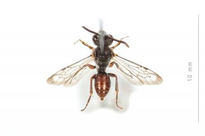  Nomada glaucopis Pérez, 1890