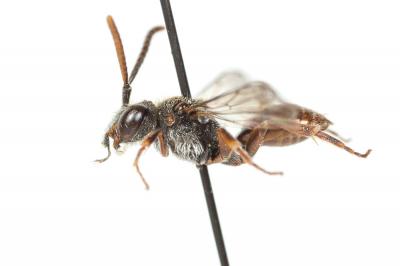  Nomada glaucopis Pérez, 1890