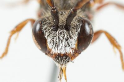  Nomada glaucopis Pérez, 1890