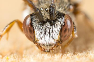 Nomada glaucopis Pérez, 1890