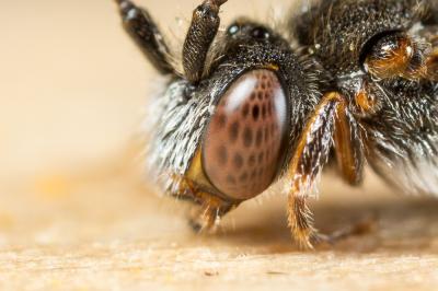 Nomada glaucopis Pérez, 1890