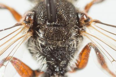  Nomada glaucopis Pérez, 1890