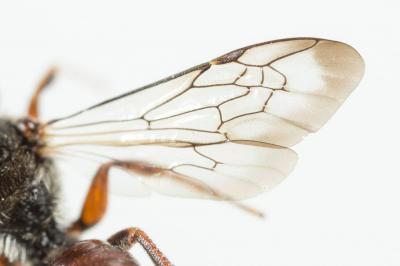  Nomada glaucopis Pérez, 1890
