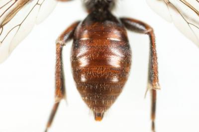 Nomada glaucopis Pérez, 1890