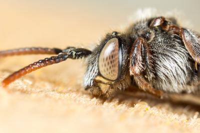  Nomada integra Brullé, 1832