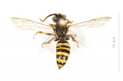  Nomada lathburiana (Kirby, 1802)