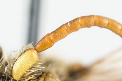  Nomada lathburiana (Kirby, 1802)