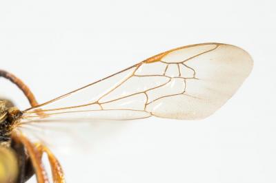  Nomada lathburiana (Kirby, 1802)