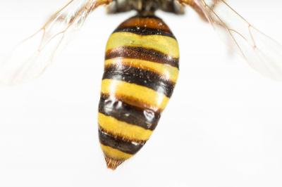  Nomada lathburiana (Kirby, 1802)
