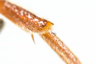  Nomada lathburiana (Kirby, 1802)