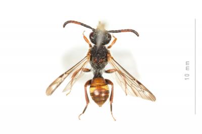  Nomada maculicornis Pérez, 1884