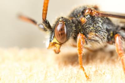  Nomada maculicornis Pérez, 1884