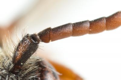  Nomada maculicornis Pérez, 1884